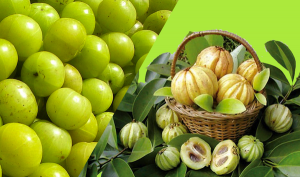 Garcinia-Cambogia